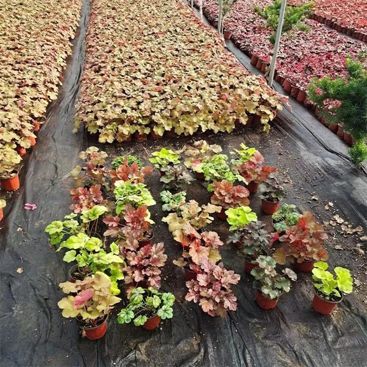 礬根杯苗容器苗