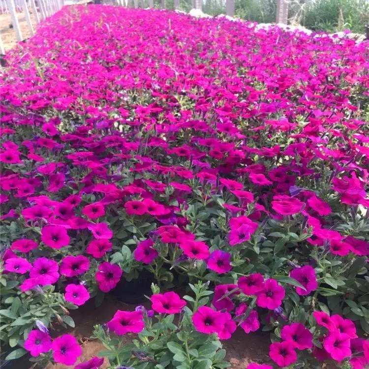 粉色牽牛花杯苗容器苗