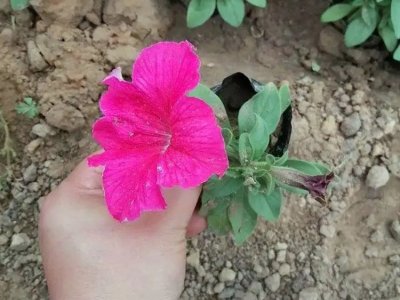 粉色牽牛花