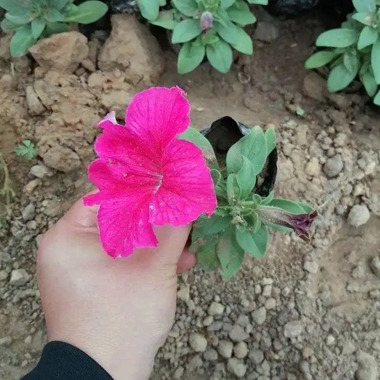 粉色<a href='http://www.wuzhouwash.com/caohuazhongzi/1613.html' target='_blank'>牽?；?/a>杯苗容器苗
