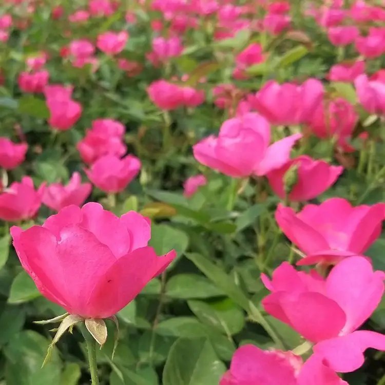 豐花<a href='http://www.wuzhouwash.com/tengbenpanyuanzhiwu/3570.html' target='_blank'>月季</a>杯苗容器苗