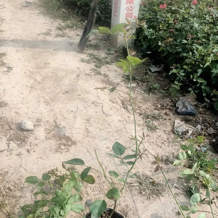 豐花<a href='http://www.wuzhouwash.com/tengbenpanyuanzhiwu/3570.html' target='_blank'>月季</a>杯苗容器苗