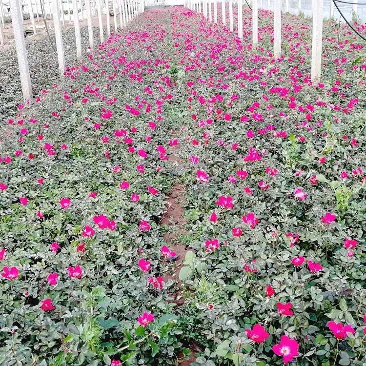 豐花<a href='http://www.wuzhouwash.com/tengbenpanyuanzhiwu/3570.html' target='_blank'>月季</a>杯苗容器苗