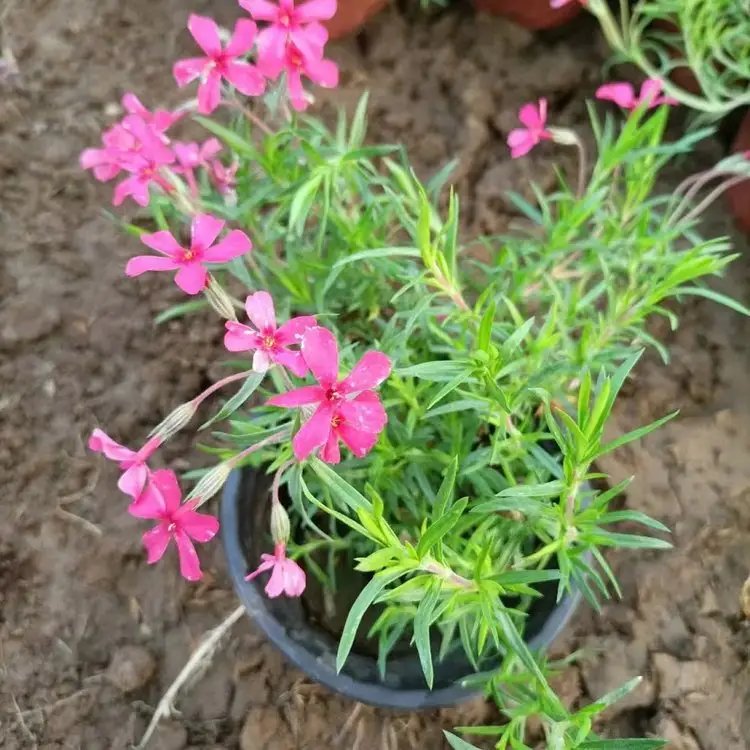 福祿考盆栽小苗容器苗