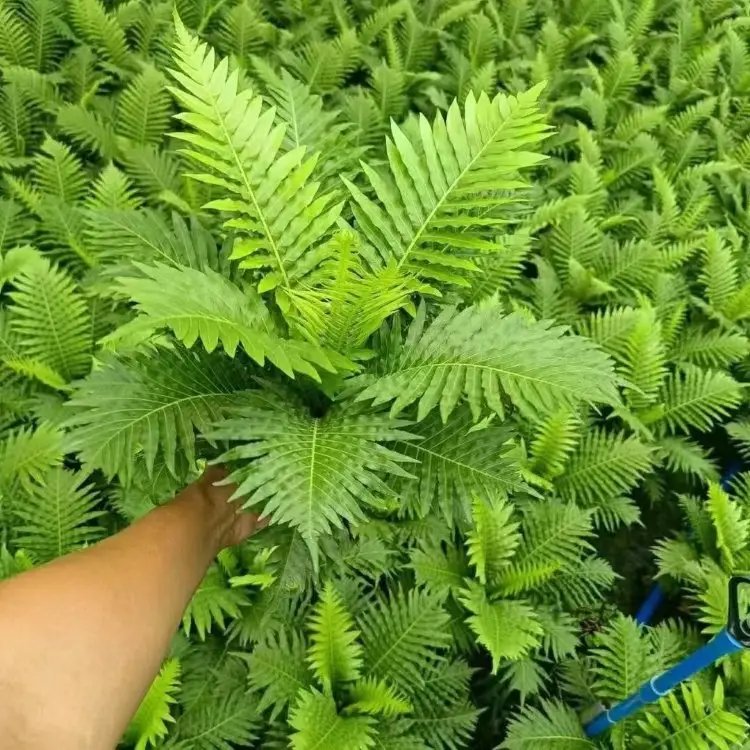 富貴蕨杯苗容器苗