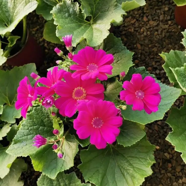 瓜葉菊杯苗容器苗粉花