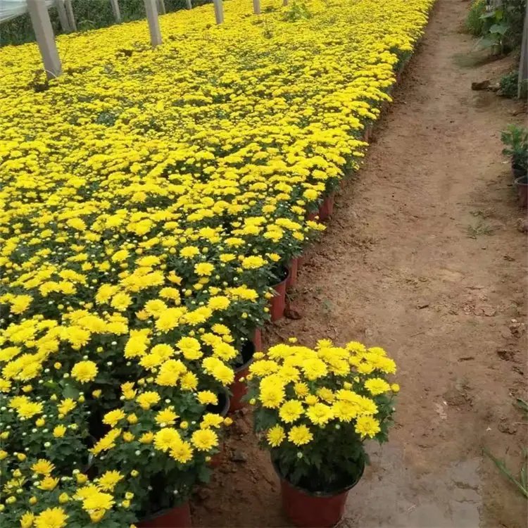 國慶菊杯苗容器苗