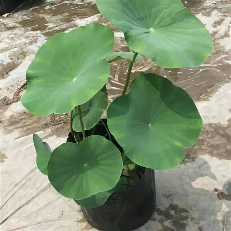 <a href='http://www.wuzhouwash.com/caohuazhongzi/1059.html' target='_blank'>荷花</a>杯苗容器苗