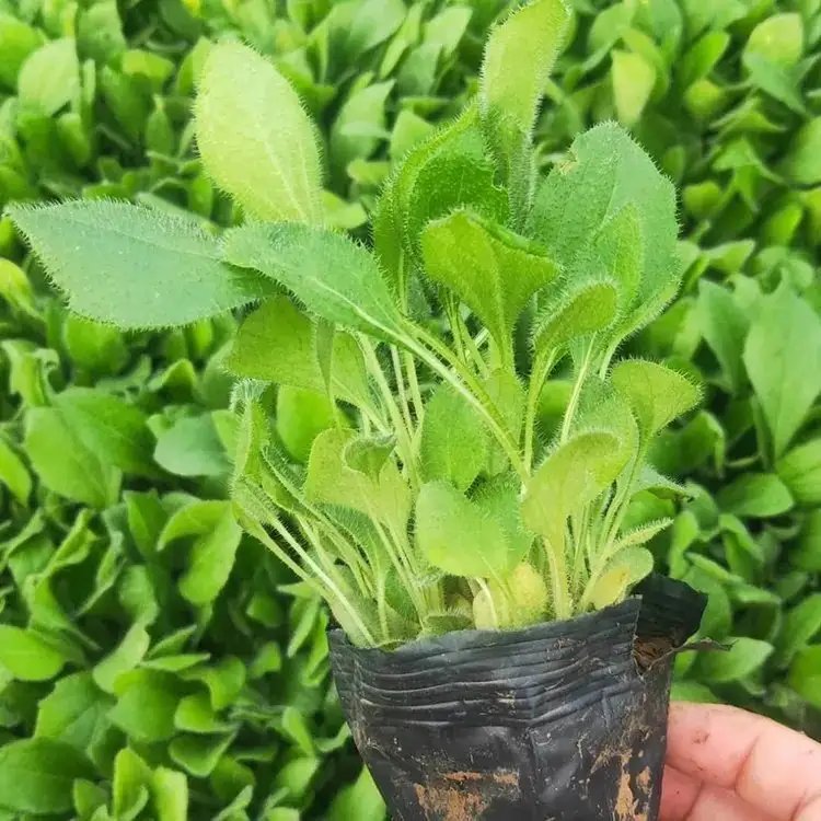 <a href='http://www.wuzhouwash.com/caohuazhongzi/1060.html' target='_blank'>黑心菊</a>杯苗容器苗