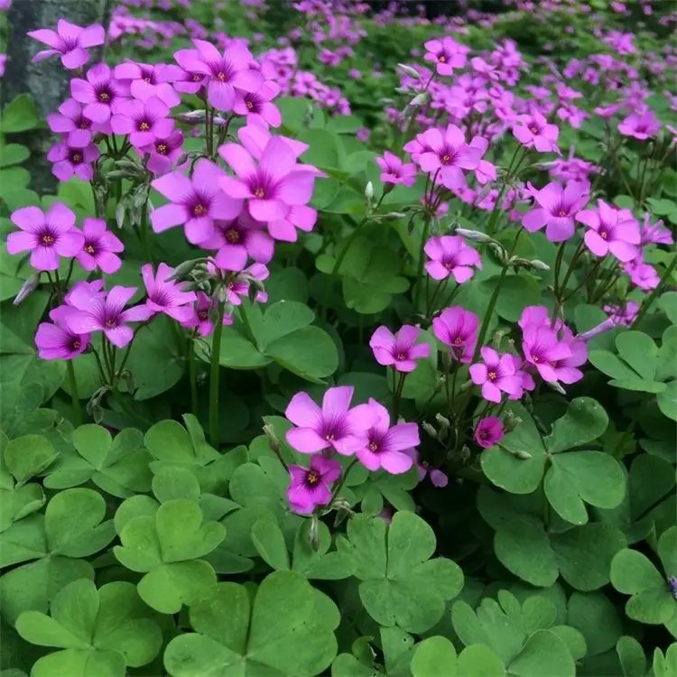 <a href='http://www.wuzhouwash.com/yaocaizhongzi/2335.html' target='_blank'>紅花</a>酢漿草杯苗容器苗
