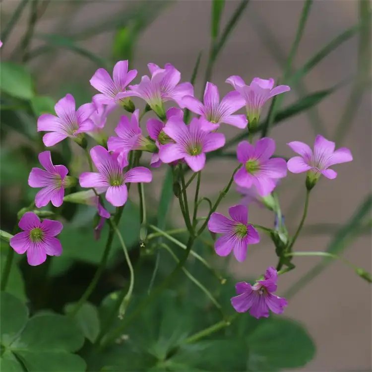 <a href='http://www.wuzhouwash.com/yaocaizhongzi/2335.html' target='_blank'>紅花</a>酢漿草杯苗容器苗