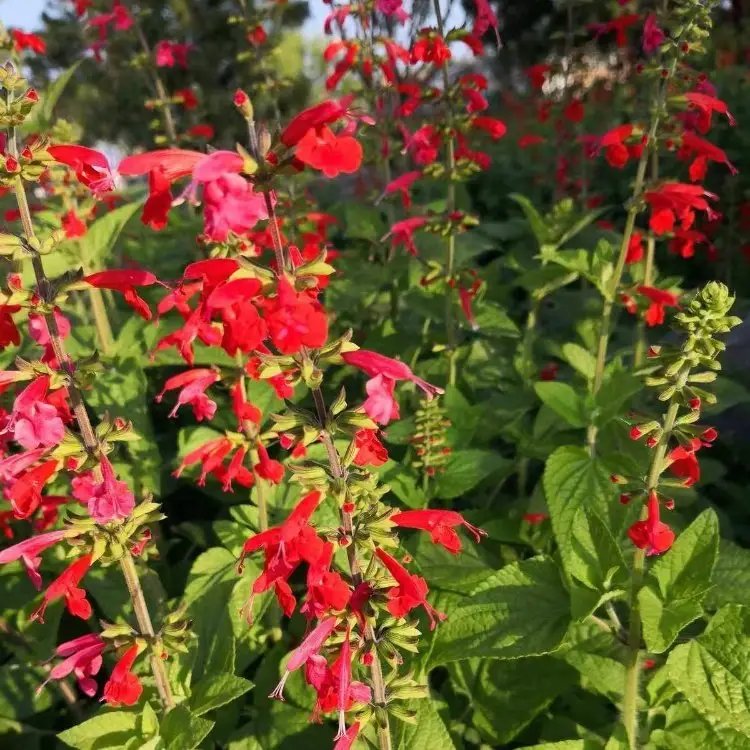 紅花鼠尾草杯苗容器苗