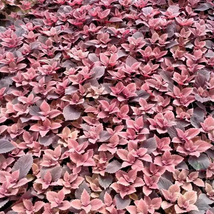 紅色彩葉草杯苗容器苗