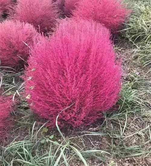 <a href='http://www.wuzhouwash.com/caohuazhongzi/16600.html' target='_blank'>紅葉地膚</a>草杯苗容器苗