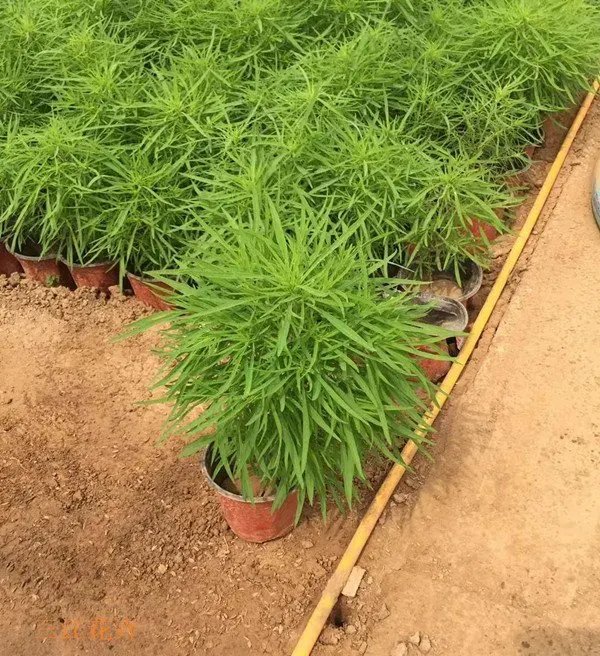 紅葉<a href='http://www.wuzhouwash.com/caohuazhongzi/1041.html' target='_blank'>地膚</a>草杯苗容器苗