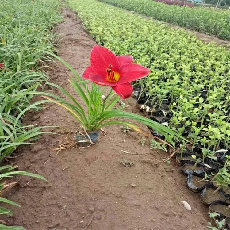 鴻運<a href='http://www.wuzhouwash.com/caobenzhiwu/3404.html' target='_blank'>萱草</a>杯苗容器苗
