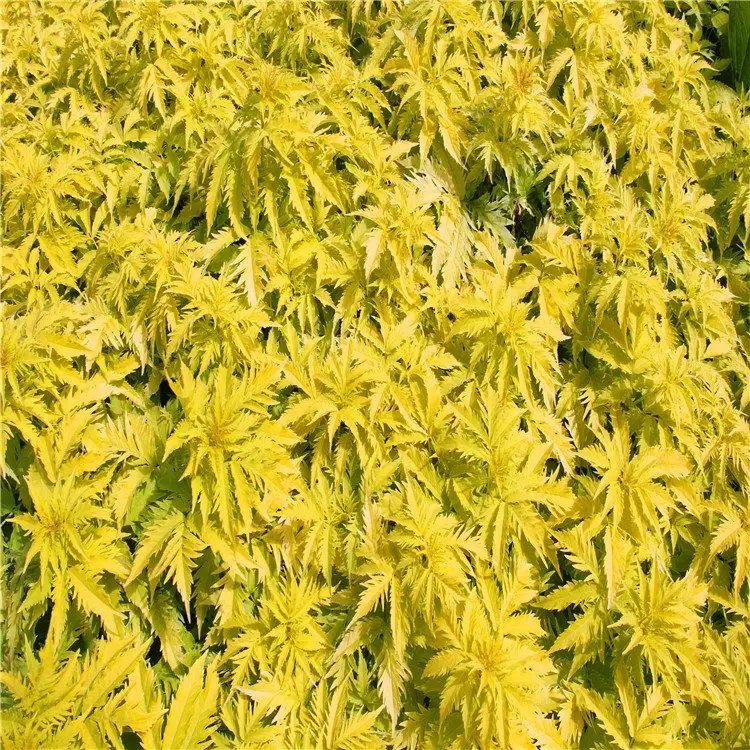 花葉接骨木苗