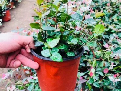 花葉絡(luò)石