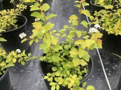 繡線(xiàn)菊