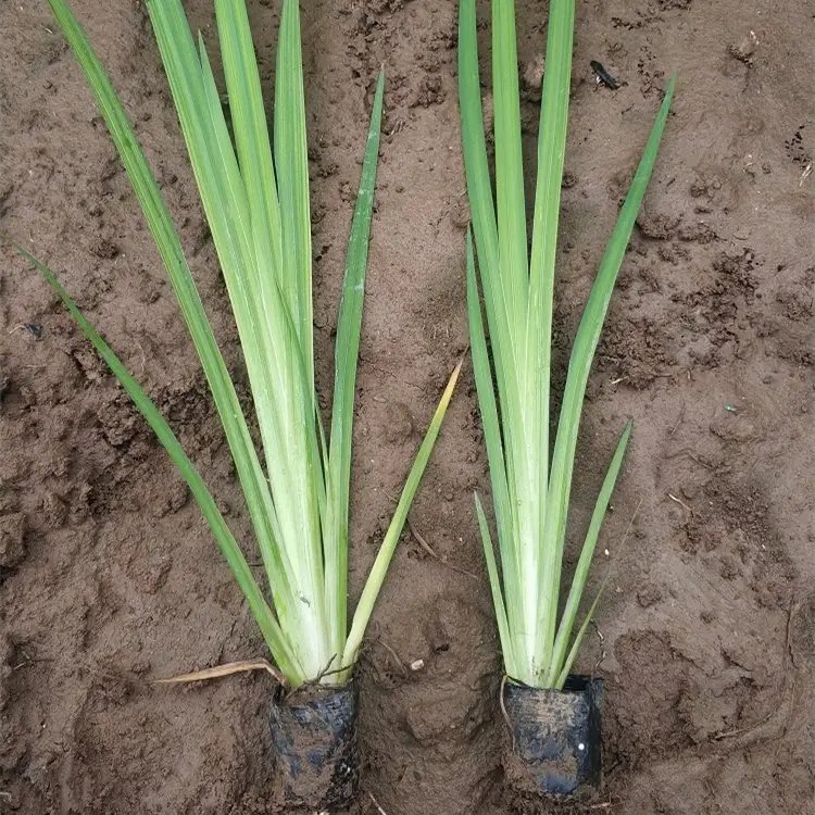 黃<a href='http://www.wuzhouwash.com/caohuazhongzi/1029.html' target='_blank'>菖蒲</a>杯苗容器苗