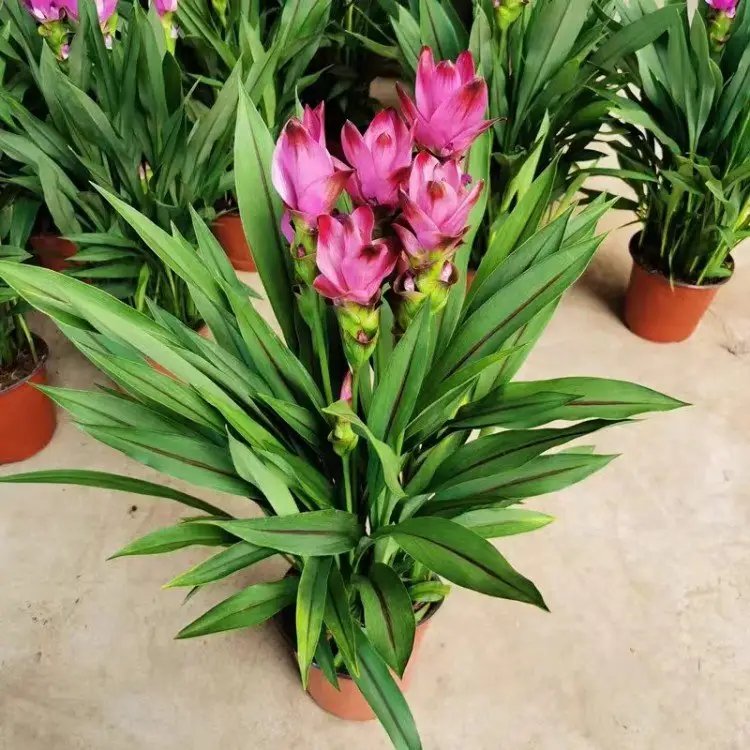 姜<a href='http://www.wuzhouwash.com/caohuazhongzi/1059.html' target='_blank'>荷花</a>杯苗容器苗
