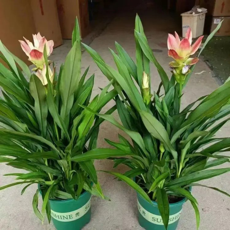 姜荷花杯苗容器苗