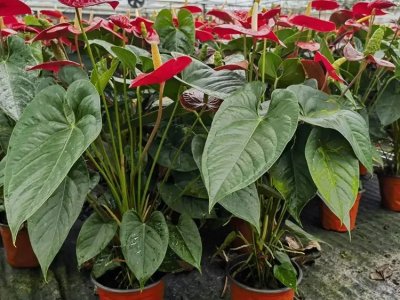 紅掌