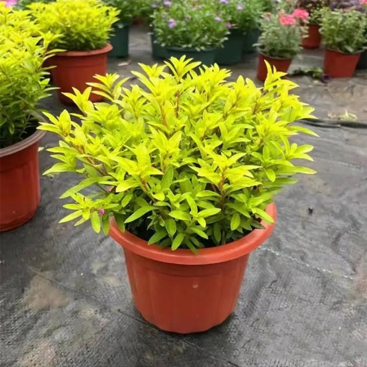 金葉<a href='http://www.wuzhouwash.com/caohuazhongzi/1595.html' target='_blank'>滿天星</a>杯苗容器苗