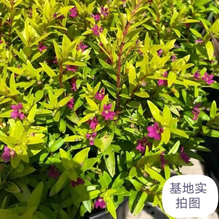 金葉滿天星杯苗容器苗