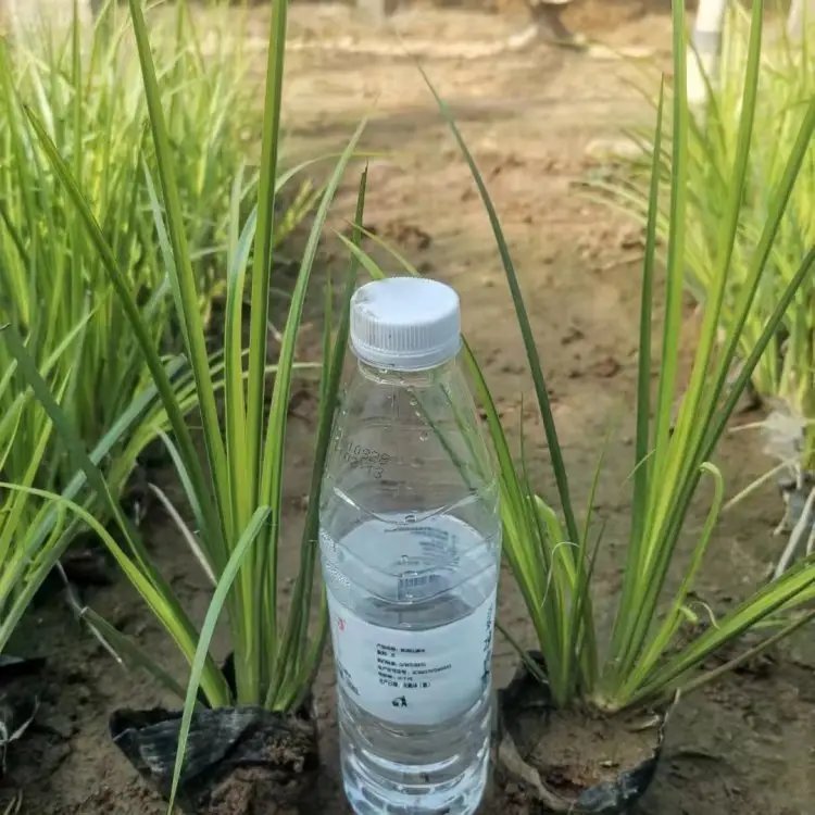 金葉石<a href='http://www.wuzhouwash.com/caohuazhongzi/1029.html' target='_blank'>菖蒲</a>杯苗容器苗