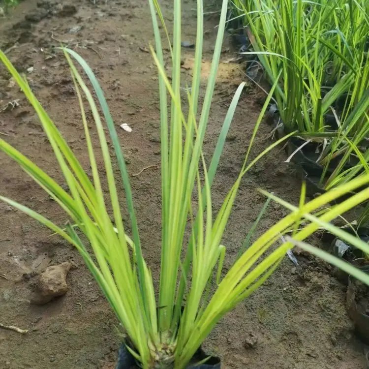 金葉<a href='http://www.wuzhouwash.com/shuishengshuicao/3438.html' target='_blank'>石菖蒲</a>杯苗容器苗