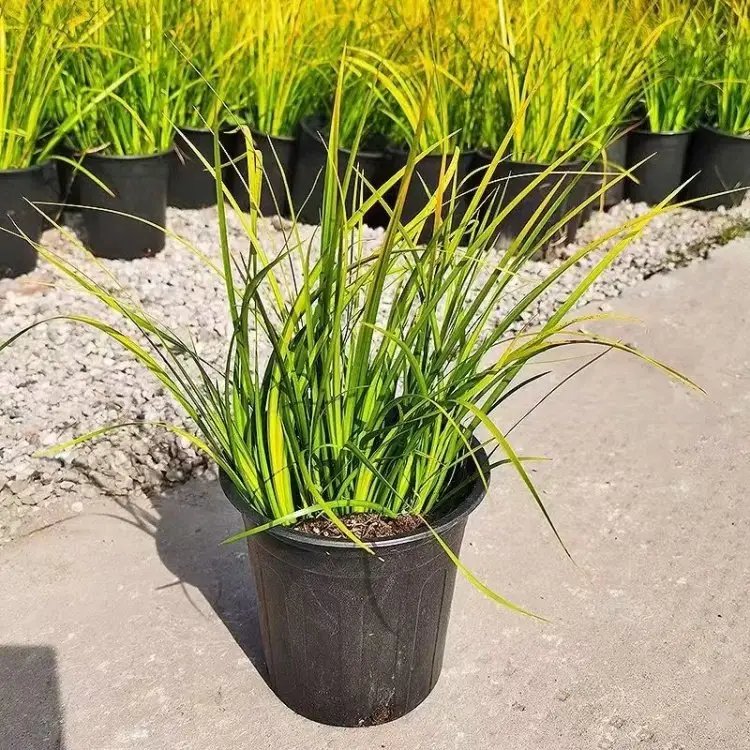 金葉<a href='http://www.wuzhouwash.com/shuishengshuicao/3438.html' target='_blank'>石菖蒲</a>杯苗容器苗