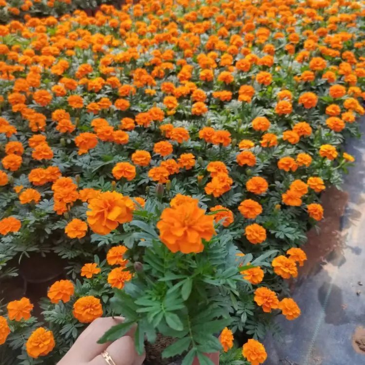 孔雀草杯苗容器苗