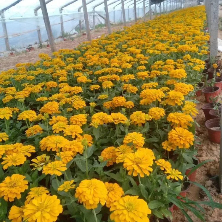 矮桿<a href='http://www.wuzhouwash.com/caohuazhongzi/1020.html' target='_blank'>百日草</a>杯苗容器苗