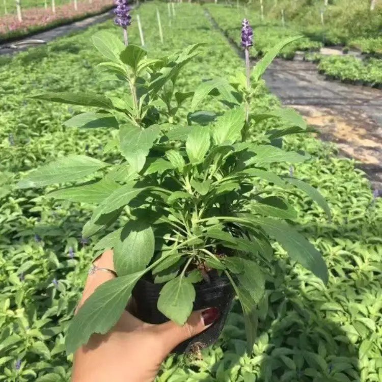 藍(lán)花鼠尾草杯苗容器苗
