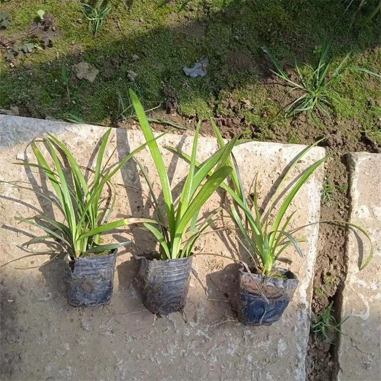 蘭花<a href='http://www.wuzhouwash.com/yaocaizhongzi/2365.html' target='_blank'>三七</a>杯苗容器苗