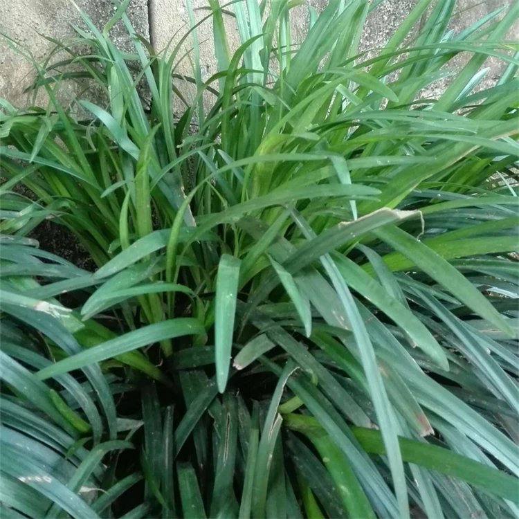 蘭花<a href='http://www.wuzhouwash.com/yaocaizhongzi/2365.html' target='_blank'>三七</a>杯苗容器苗