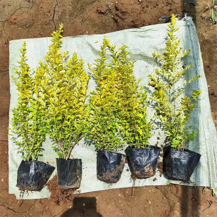 亮晶女貞杯苗容器苗球造型樹