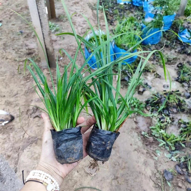 嶗峪苔草杯苗容器苗