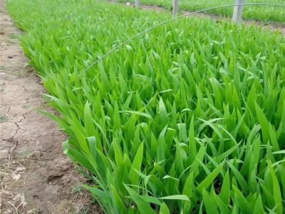 藍蝴蝶
