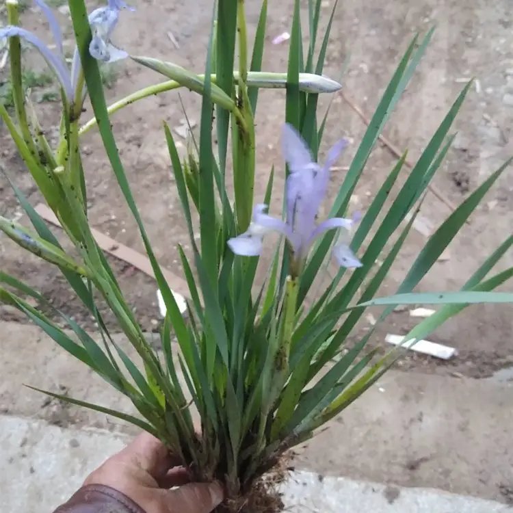 <a href='http://www.wuzhouwash.com/caobenzhiwu/3383.html' target='_blank'>馬蘭花</a>杯苗容器苗