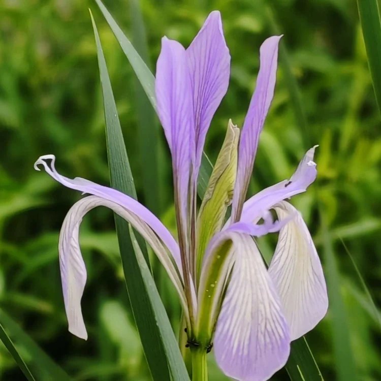 <a href='http://www.wuzhouwash.com/caobenzhiwu/3383.html' target='_blank'>馬蘭花</a>杯苗容器苗