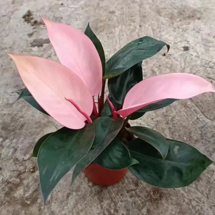 蔓<a href='http://www.wuzhouwash.com/caohuazhongzi/1572.html' target='_blank'>錦葵</a>杯苗容器苗