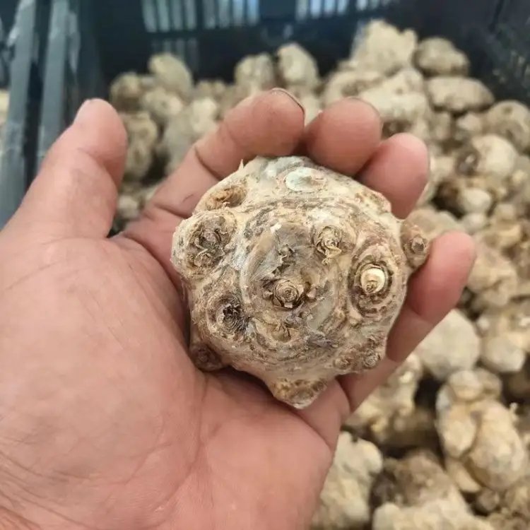 馬蹄蓮杯苗容器苗