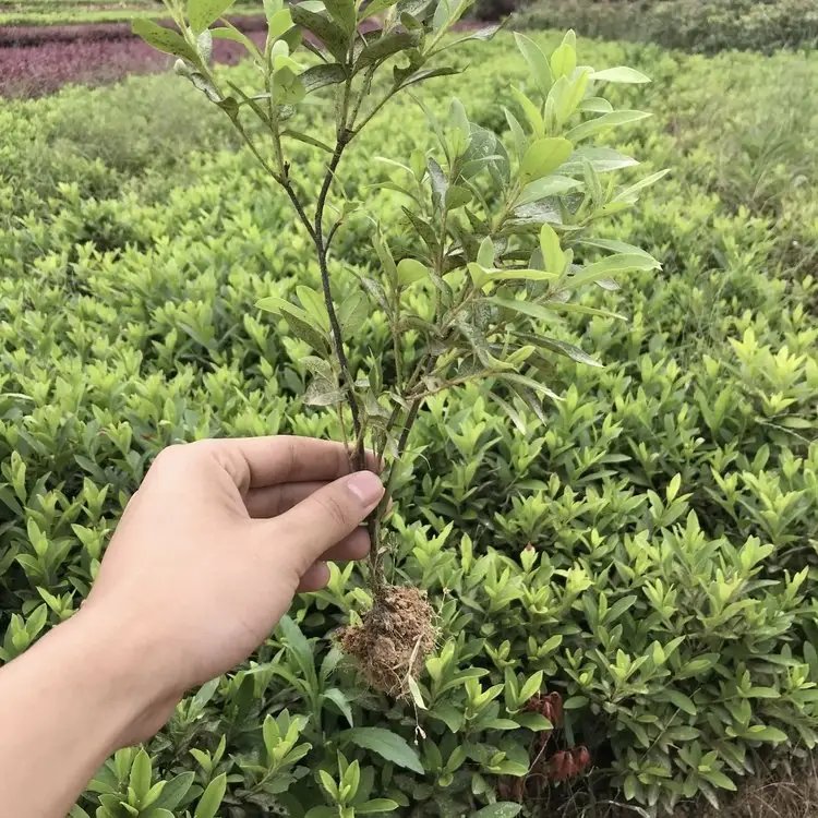 <a href='http://www.wuzhouwash.com/dibeiguanmu/3523.html' target='_blank'>毛鵑</a>杯苗容器苗毛球裸根