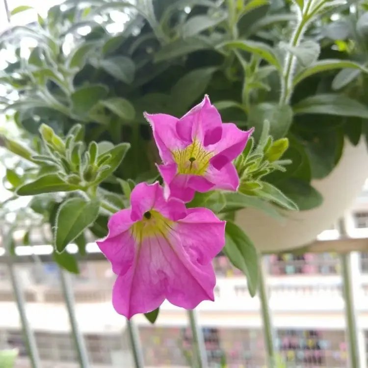 玫紅牽?；ū缛萜髅?/></p><p style=
