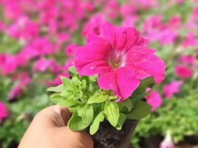 玫紅牽?；? />
								
								</a>
						</div>
                        <div   id=