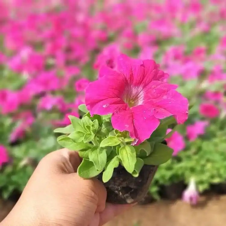 玫紅<a href='http://www.wuzhouwash.com/caohuazhongzi/1613.html' target='_blank'>牽?；?/a>杯苗容器苗