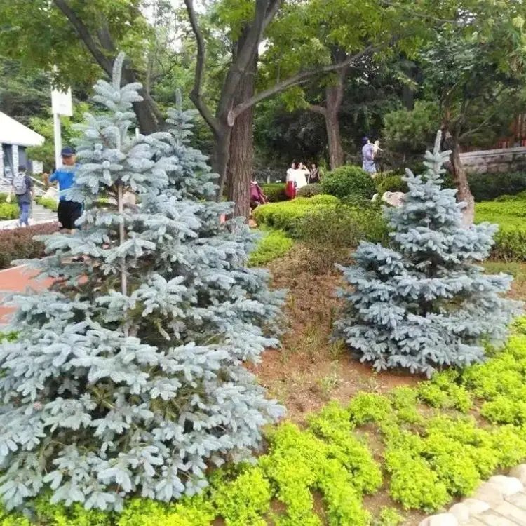 美國藍杉杯苗容器苗