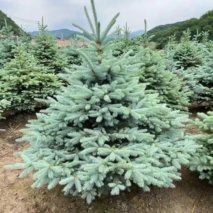 美國藍杉杯苗容器苗